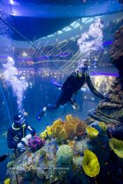 Image du Maroc Professionnelle de  Des hommes grenouilles s’activent au nettoyage du récif de corail de l’Aquadream, un aquarium massif de 1.000.000 L, conçu et construit par International Concept Management (ICM). Les visiteurs ont la possibilité de faire de la plongée sous-marine à l'intérieur de l'aquarium pour cela ils seront  accompagné par un instructeur professionnel, pour d’autre la possibilité de faire un tour à travers le centre pour découvrir environ 40 espèces différentes de poissons.  Située sur le Boulevard de la Corniche Boulevard de L'Océan Ain Diab, à Casablanca, Vendredi 16 Décembre 2011. (Photo / Abdeljalil Bounhar)